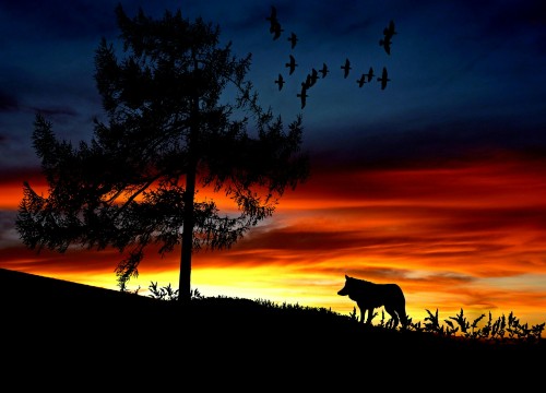 A wolf alone silhouetted against the dawn sky